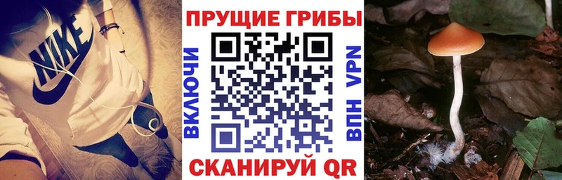 Галлюциногенные грибы GOLDEN TEACHER  ОМГ ОМГ как войти  Красавино  наркотики 